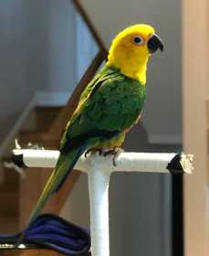 Lost Conure