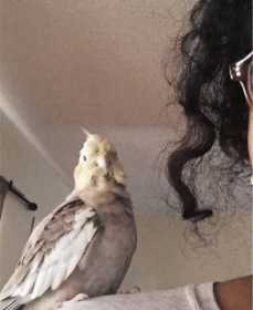 Lost Cockatiel