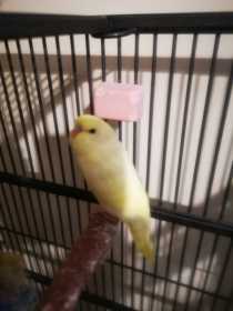 Lost Budgerigar