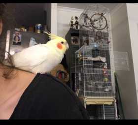 Lost Cockatiel