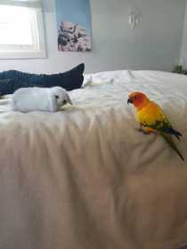 Lost Parakeet