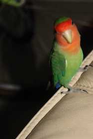 Lost Lovebird