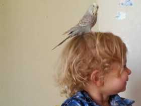 Lost Budgerigar