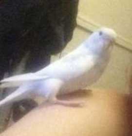 Lost Budgerigar