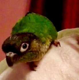 Lost Conure