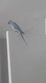 Lost Indian Ringneck Parakeet