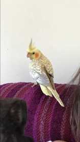 Lost Cockatiel