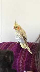 Lost Cockatiel