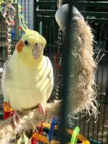 Lost Cockatiel