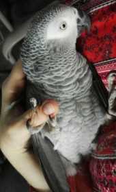 Lost African Grey