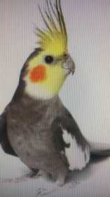 Lost Cockatiel