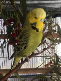 Lost Budgerigar