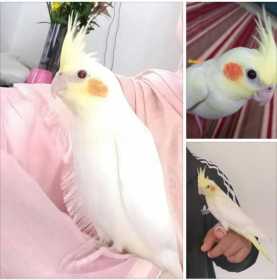 Lost Cockatiel