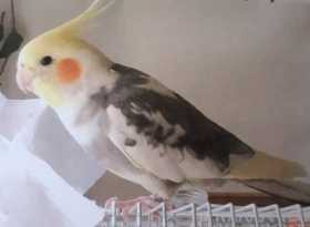 Lost Cockatiel