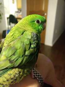 Lost Lineolated Parakeet