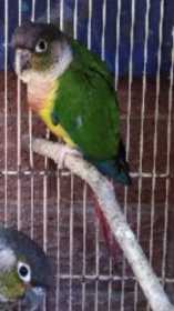 Lost Conure