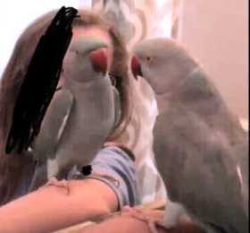 Lost Indian Ringneck Parakeet