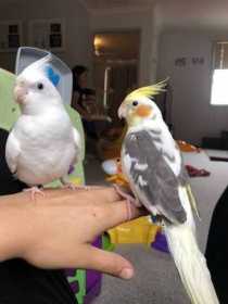 Lost Cockatiel