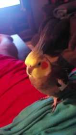 Lost Cockatiel