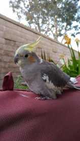 Lost Cockatiel