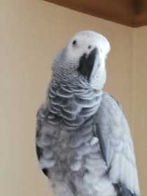 Lost African Grey