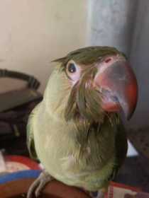 Lost Indian Ringneck Parakeet