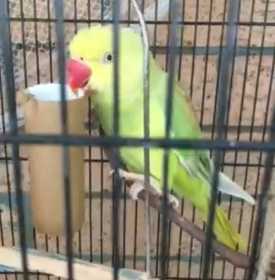 Lost Indian Ringneck Parakeet