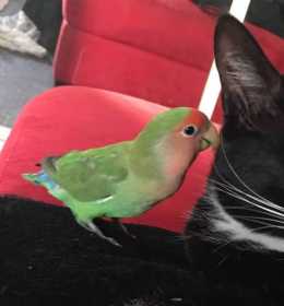 Lost Lovebird