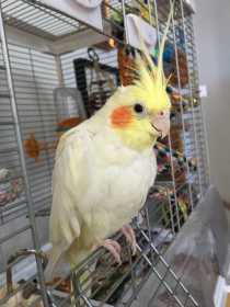 Lost Cockatiel