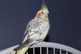 Lost Cockatiel