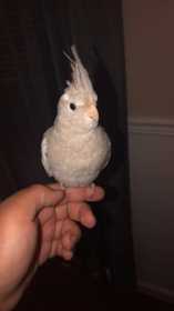 Lost Cockatiel