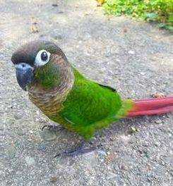 Lost Conure