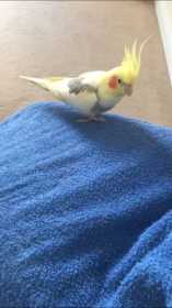 Lost Cockatiel