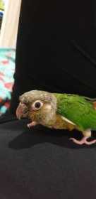 Lost Conure