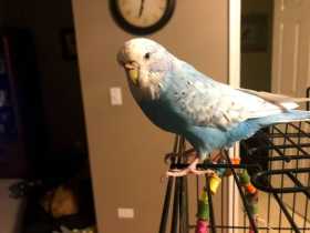 Lost Budgerigar