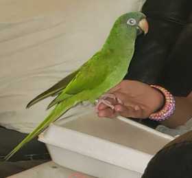 Lost Conure