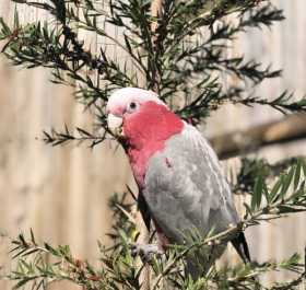 Lost Galah Cockatoo
