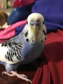 Lost Budgerigar