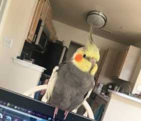 Lost Cockatiel