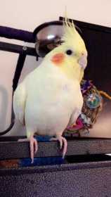 Lost Cockatiel