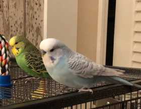 Lost Budgerigar