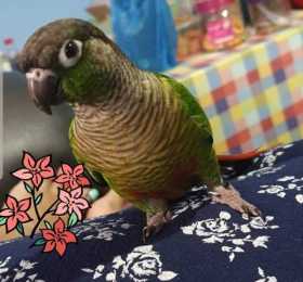 Lost Conure