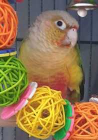 Lost Conure
