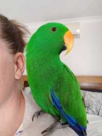 Lost Eclectus