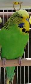 Lost Budgerigar