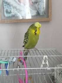 Lost Budgerigar