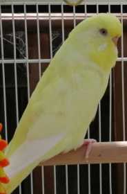 Lost Budgerigar