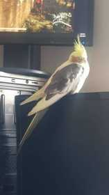 Lost Cockatiel
