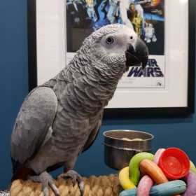 Lost African Grey