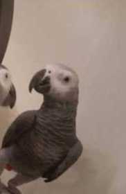 Lost African Grey